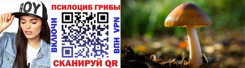 наркошоп Санкт-Петербург Галлюциногенные грибы мицелий